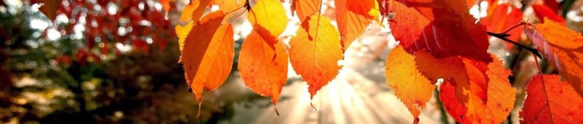 cropped-herfst-wallpaper-met-oranje-bladeren-en-zonnestralen-1024x526-1.jpg